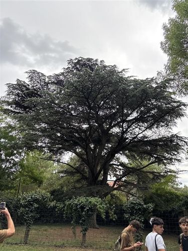 Libanoni cédrus2.jpg